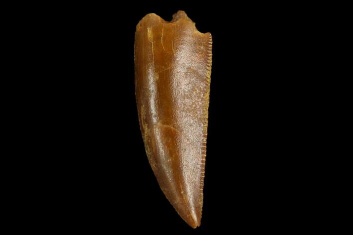 Serrated, Raptor Tooth - Real Dinosaur Tooth #124267